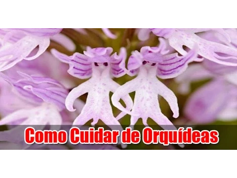 COMO CUIDAR DE ORQUÍDEAS MANUAL COMPLETO