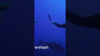 Hand feeding giant blue fin tunas #diving #catamaran