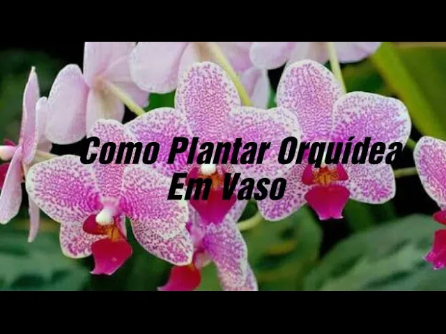 COMO PLANTAR ORQUÍDEA EM VASO