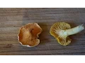 Chanterelle vs False Chanterelle