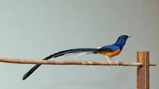 masteran 10 suara burung