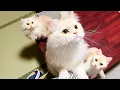 Download Lagu Staying at Japanese Cat Hotel with 3 Cats🐈🐈🐈💓 | My Cat Yugawara | ASMR