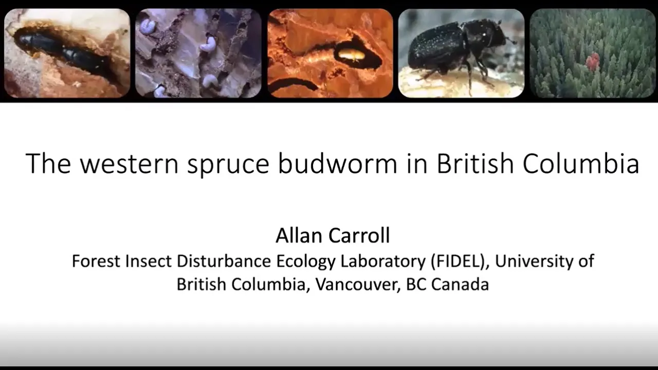 2025-02-27 Special topic: Spruce Budworm in BC — Dr. Allan Carroll