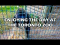Download Lagu ENJOYING THE DAY AT THE TORONTO ZOO! 🦍🐆🦓🦜🐊