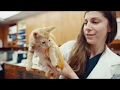 Health Wellbeing at Banfield