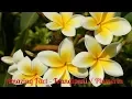 Download Lagu Amazing Facts About Frangipani / Plumeria Alba / Kamboja