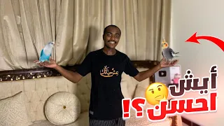 افضل ببغاوات للمبتدئين 