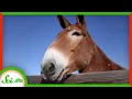 Why Are Mules Sterile