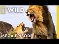 Battle for Territory \u0026 Blood | Animal Fight Night MEGA Episode | Nat Geo Animals