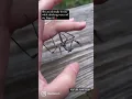Praying mantis bit me