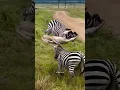 Lagu MOMEN LUAR BIASA SAAT KAWANAN ZEBRA MENCOBA MELAWAN SERANGAN SINGA #animals #foryou