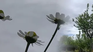 Mark Knopfler Let It All Go 