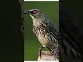 Download Lagu suara pikat burung perling cucak Keling dijamin Ampuh langsung nyaut