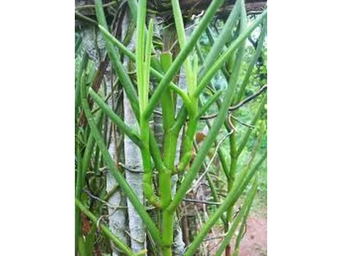 GROWING IN DIFFERENT MEDIA TERRESTRIAL ORCHIDS VANDA DOUGLAS AND ARACHNIS