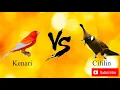 Download Lagu KENARI SAMBUNG CILILIN || JEDA 20 DETIK!!!