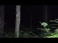 Download Lagu Live misteri ‼️MENGUAK MISTERI PENDAKI YANG HILANG DI LOKASI INI