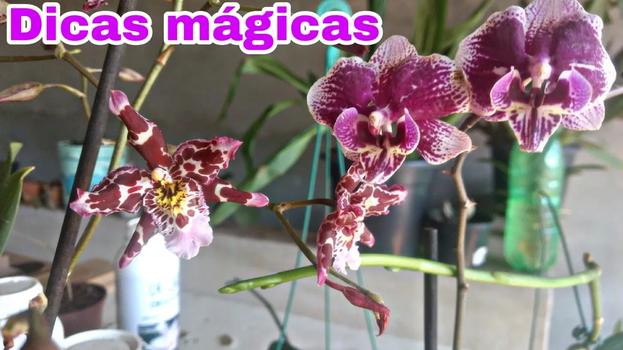 COMO TER ORQUÍDEAS SEMPRE FLORIDAS