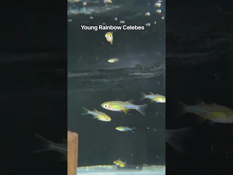 Fun New Fish-Rainbow Celebes #fish
