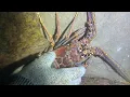 Download Lagu Diving under the sea to catch eels, crabs and sea cucumbers | Part 38
