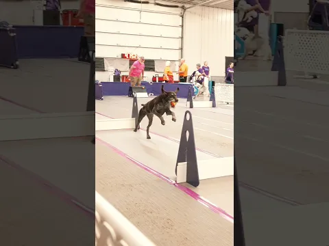 The truth about bird dogs