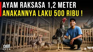 TERNAK AYAM TERTINGGI DI DUNIA INDIO GIGANTE DI LAHAN SEMPIT UNTUNG BERKALI LIPAT | CERITA USAHA