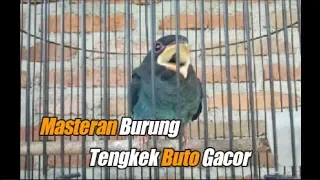 burung tengkek buto gacor cocok masteran burung love bird