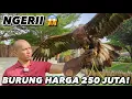Download Lagu BURUNG PELIHARAAN SULTAN.. KUAT BGT!