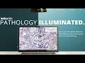 MPIC Tissue Quantification HALO