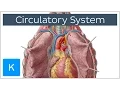 Circulatory system - Function Definition