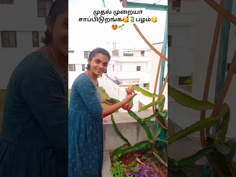 💫💥life-ல முதல் முறையா சாப்பிடுற 🌱💚🐉😋அதும் நம்ம மாடிதோட்டத்துல இருந்து #dragon #fruit #shorts #reels