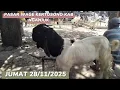 1.250 BAKALAN ISTIMEWA ⁉️REVIEW HARGA KAMBING PASAR WAGE KERTOSONO @BERPETUALANG75 