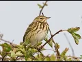 Download Lagu Tree Pipit Sounds