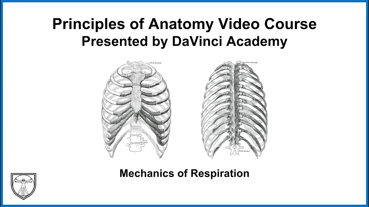 Mechanics of Respiration [Thorax Anatomy 3 of 16]