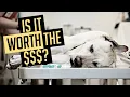 Is Banfield a Good Vet Banfield Review The Akita Life