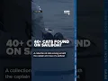 40 cats found abandoned on boat off Owen Beach in Tacoma