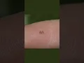 Meet the Patu digua the World s Smallest Spider