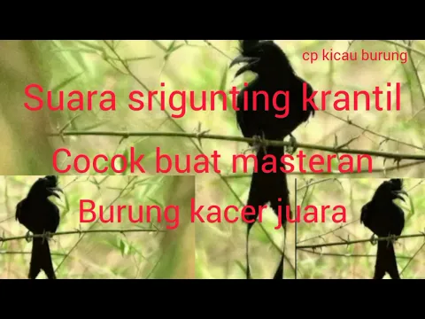 Download MP3 Suara Srigunting krantil ! atau saeran  gunting,cocok buat masteran berbagai jenis burung