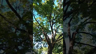 ساندويشة ملوخية حكم الزواج من إنسان كذاب منافق 