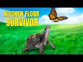 Lagu Turtle Lived 50 Years on a Kitchen Floor Eating Cat Food Makes Full Recovery in One Year! 