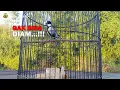 Download Lagu GAK BISA DIAM...!! Glatik Lain Langsung Bunyi GACOR, Jika Dengar Kicauan Glatik Batu Gacor Isian Ini