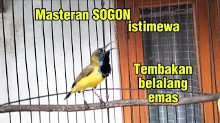 masteran sogon tembakan belalang emas 