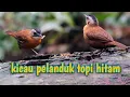 Download Lagu KICAU BURUNG PELANDUK TOPI HITAM