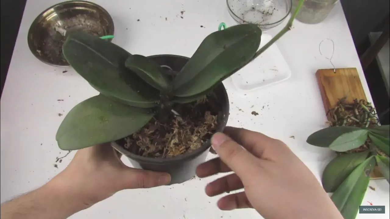 ORQUÍDEA PHALAENOPSIS