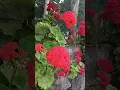 Download Lagu Rosebud Scarlet Rambler | Rosebud Pelargonium | Red Geranium