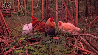 Relaxing Chickens in Nature 🐔🌿 Natural Farm Sounds for Stress Relief • 4K HDR