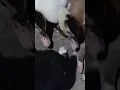 Duck eating puppies fleas