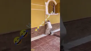 طرائف عيد الاضحى المبارك هروب عجل العيد 