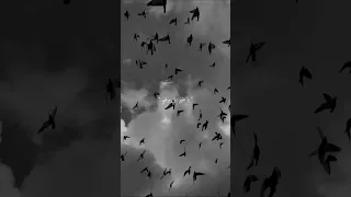 يا طير علي وغيم خدلي معك مكتوبي 7hm Od1 