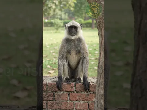 जब हम जवान होंगे,अब पता चला सारे Instagram पर जमा होंगे! 😂🐒 | Funny Monkey #Shorts Puran Gondaliya