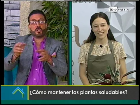 ¿Cómo mantener las plantas saludables?